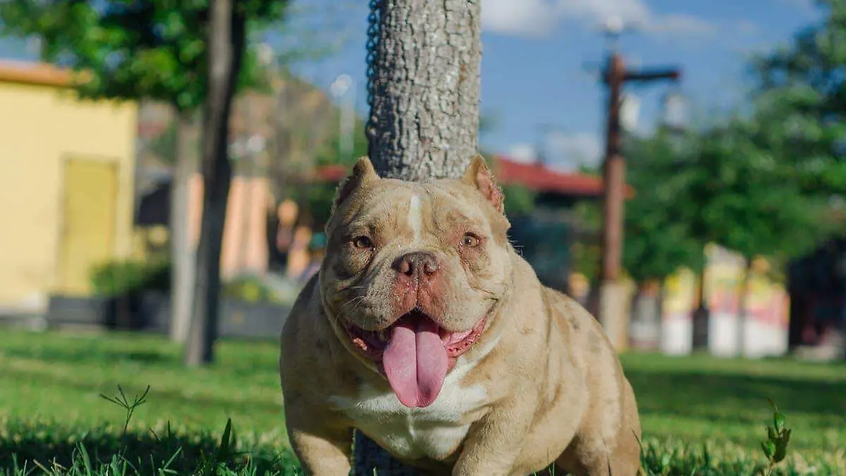 American Bully 3